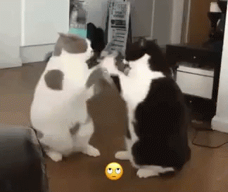 cats-fighting.gif
