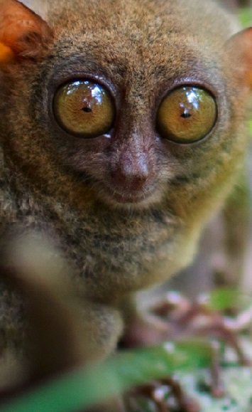 tarsier-portrait.jpg