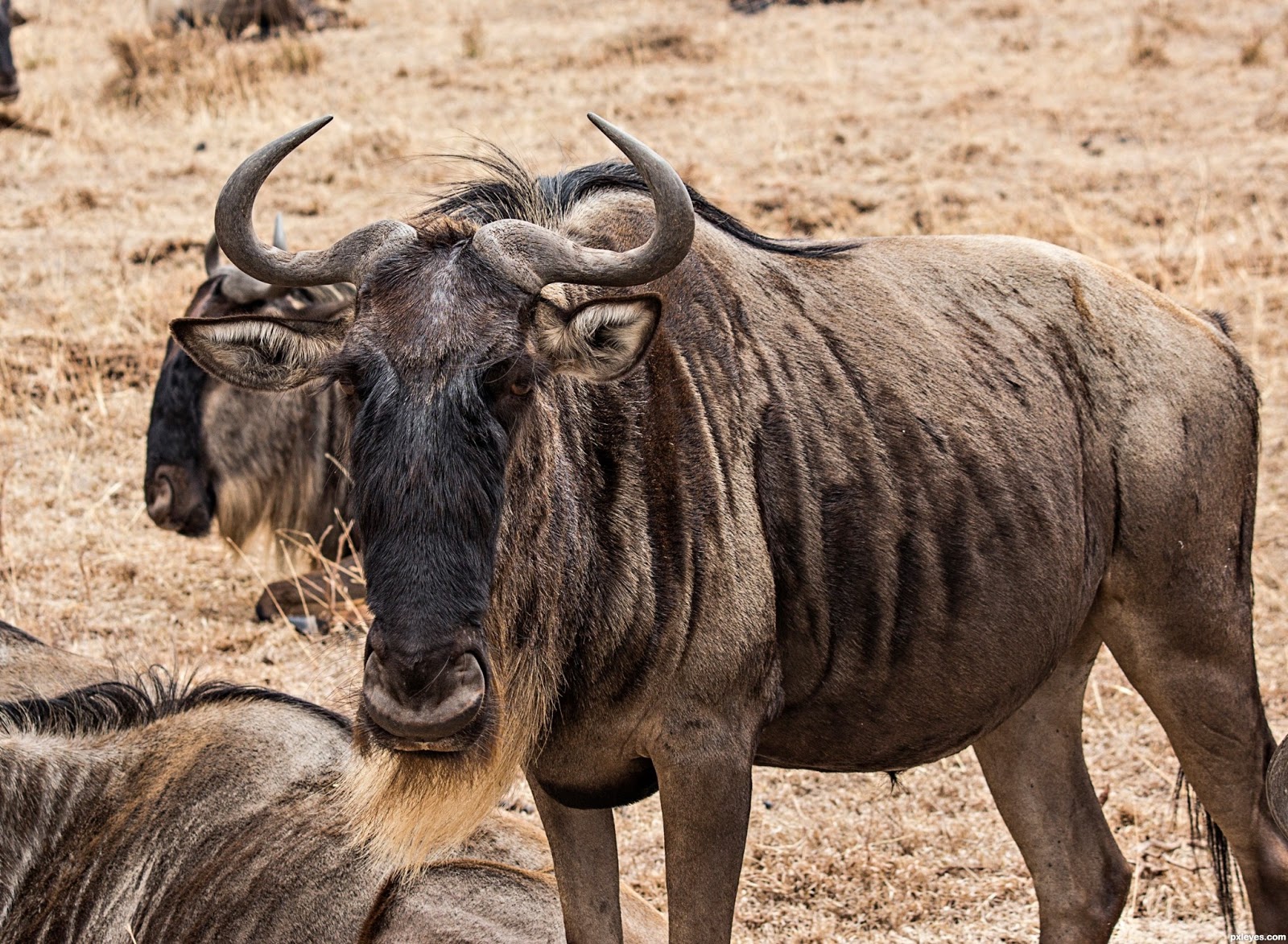 Wildebeest.jpg